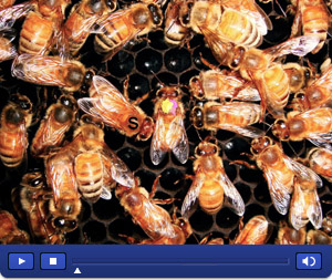 Close up of honey bees on a honeycomb