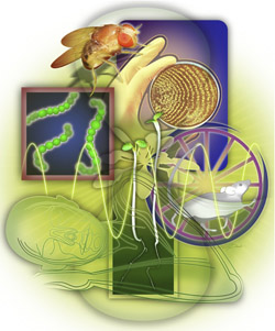 A diagram showing chronology research