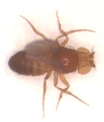 Close-up of fruit fly