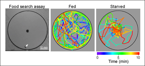 3 panels showing experimental setup, track of a fed fly, and track of a starved fly