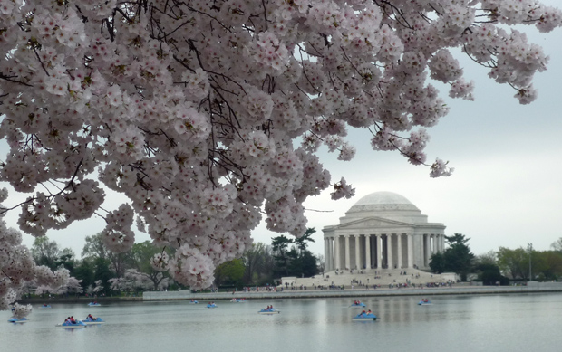 Cherry Blossoms