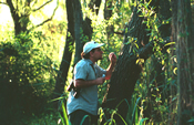 Andrew V. Suarez conducting research in a forest