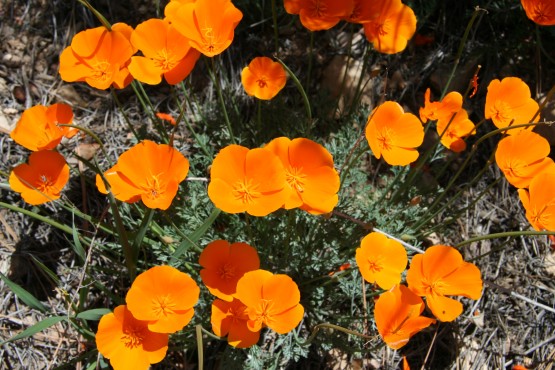 California poppy flowers