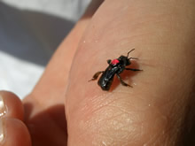 Close-up of aggressive stingless bee