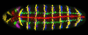 Activity of five genes in a Drosophila embryo.