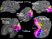 Summary of early visual areas in humans