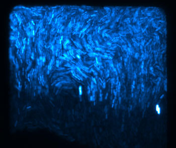 Thousands of fluorescent E. coli bacteria make up a biopixel.