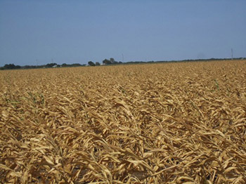 Corn drought