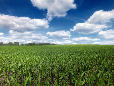 Cornfield in England