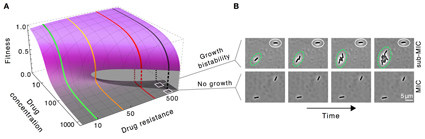 Growth bistability