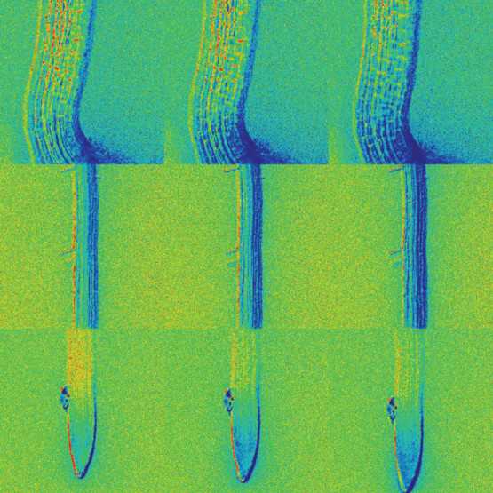 Time sequence of mustard seedlings distributing ABA