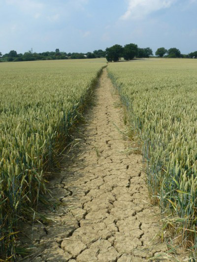 A dry road through a green field.