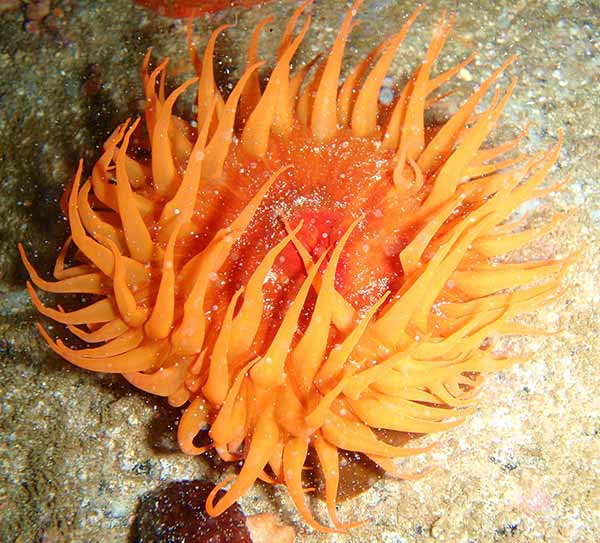 Sea anemone