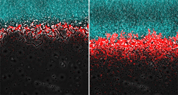 Green bacteria at top, red in the middle, and black at the bottom