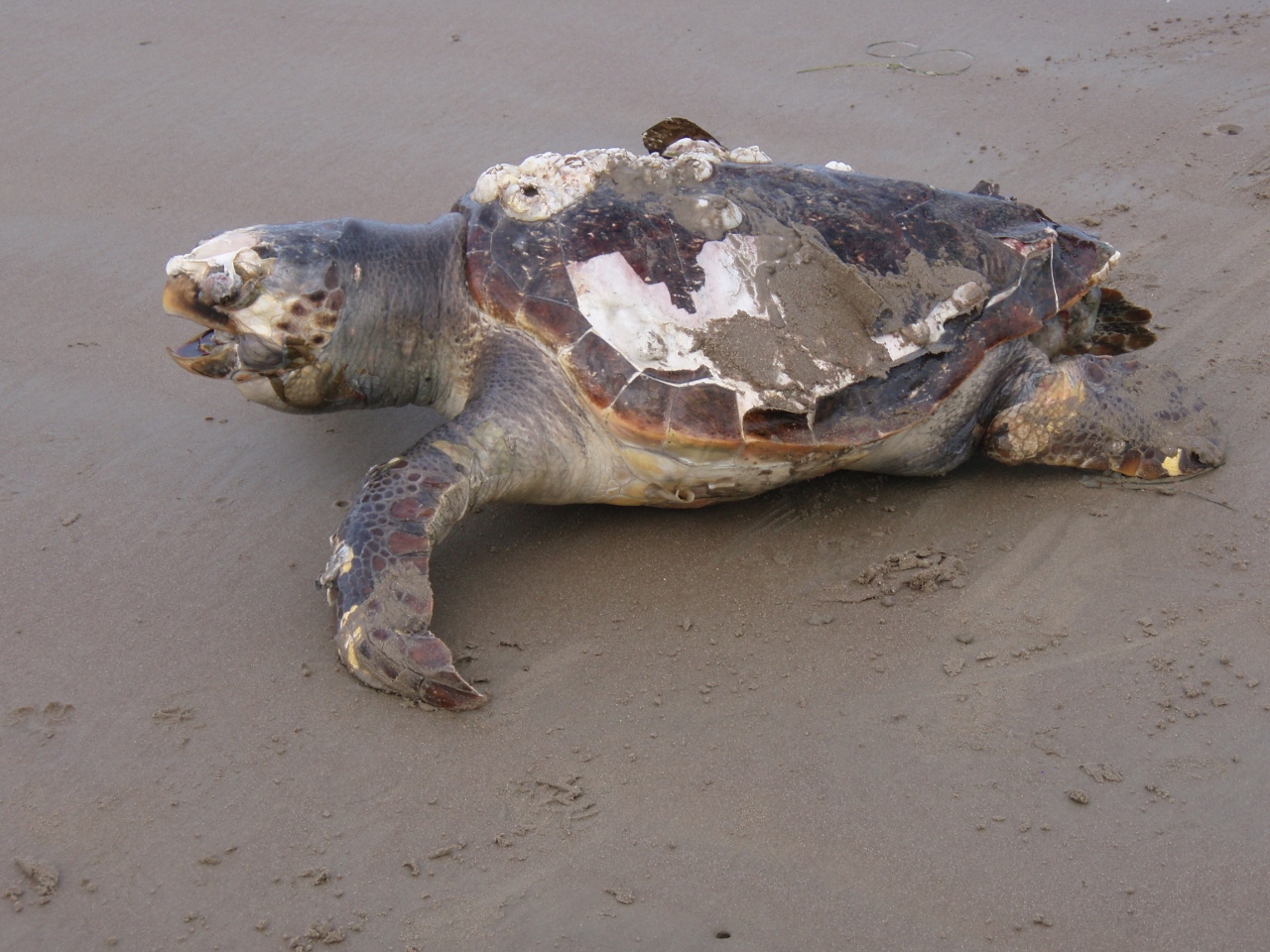 Loggerhead turtle