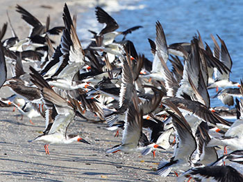 Birds flying near edge of the waves at the beach