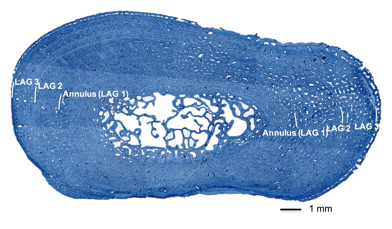 Signature growth layers in East Pacific green sea turtle bones allowed researchers to study the animal’s foraging habits