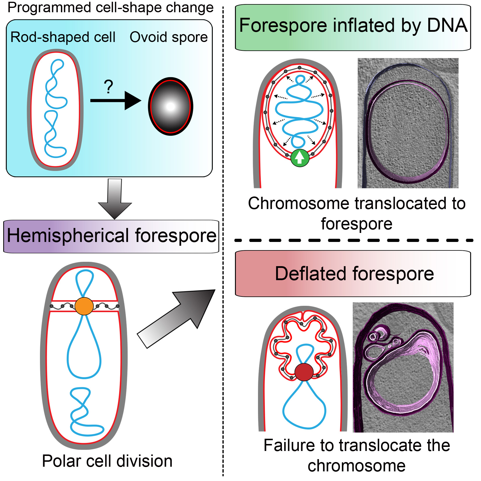 Diagram depicting programmed cell-shape change