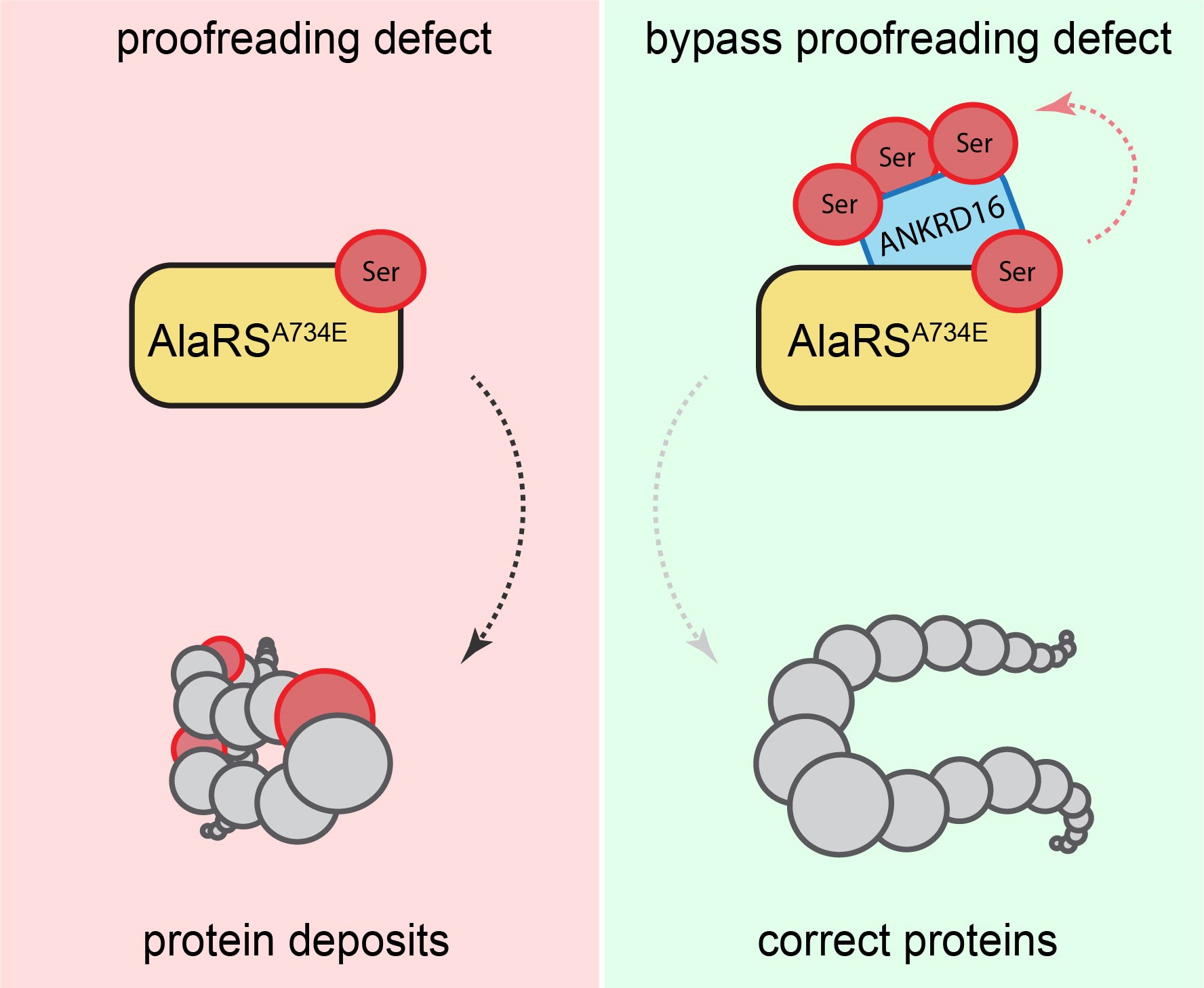 Diagram showing difference between a proofreading defect and a bypass proofreading defect