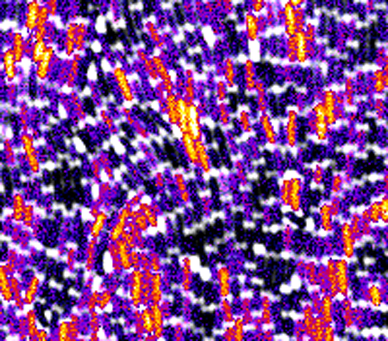 Microscopic photo of heterogeneity in membrane potential of Bacillus subtilis cells. Colors indicate membrane potential.