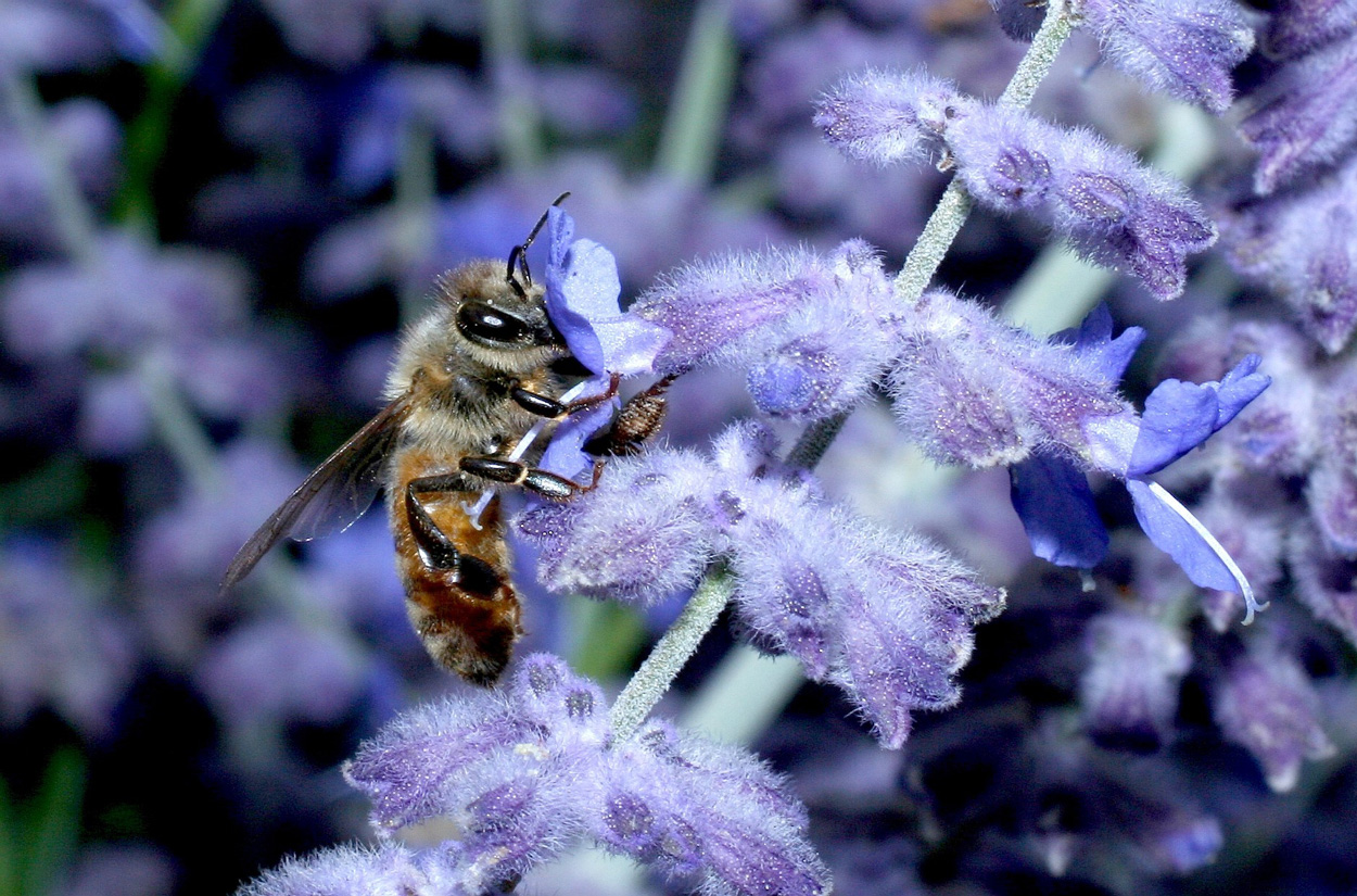 Close up photo of a honey bee foraging on a purple flower.