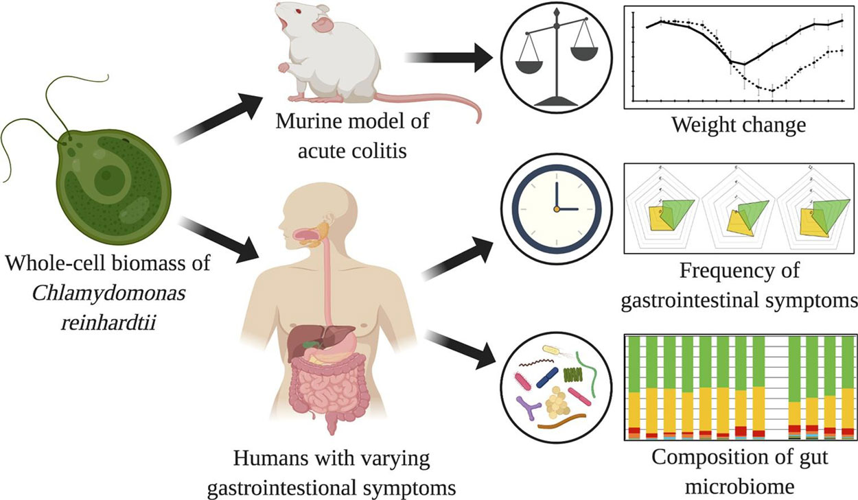 A figure depicting how the algae moved from consumption by humans and mice to being tracked and monitored for different characteristic changes in the testers