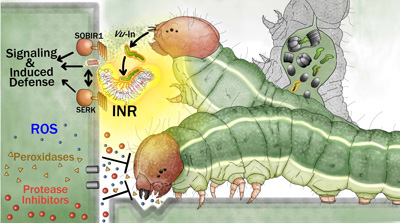 caterpillars research graphic