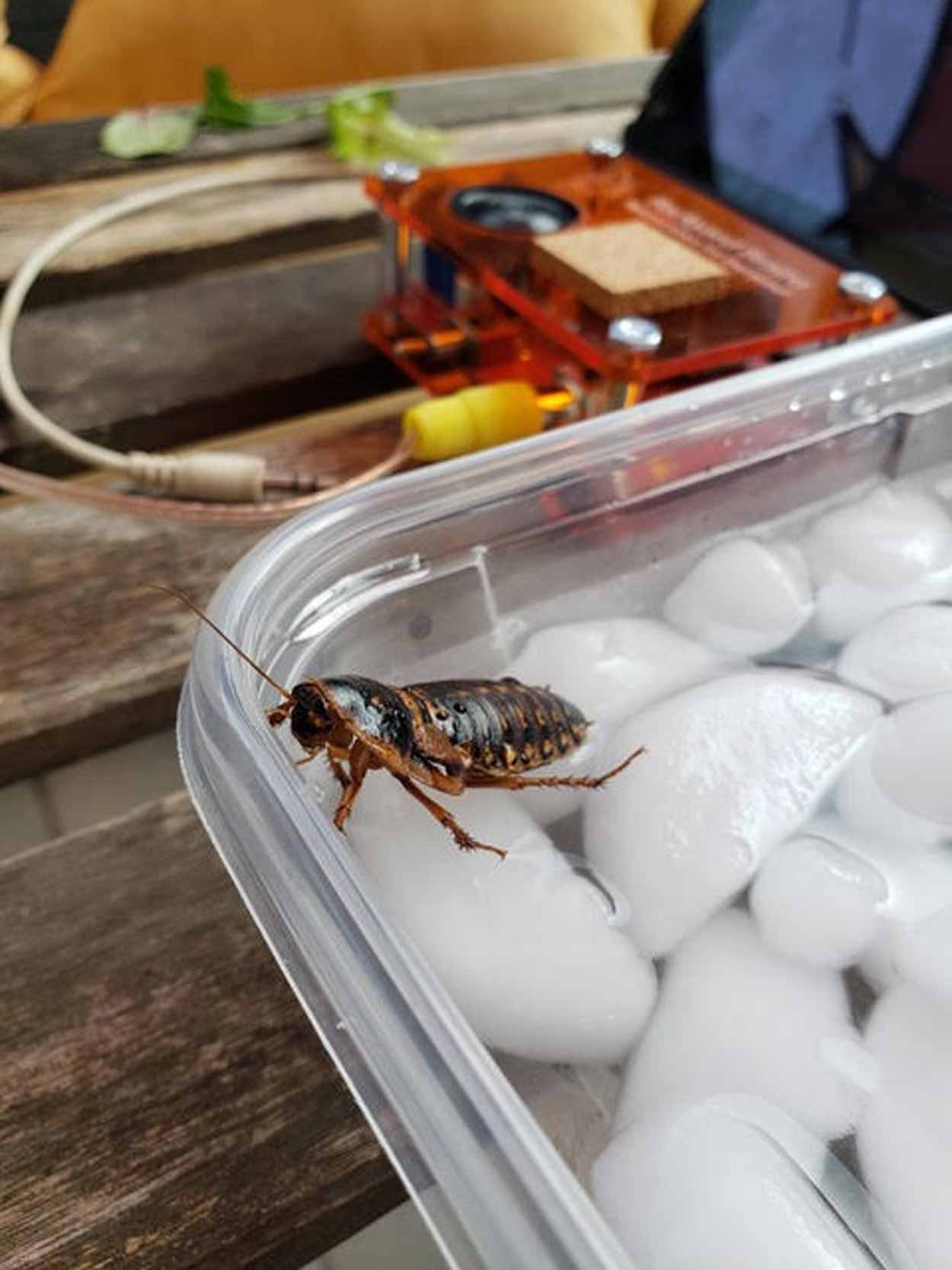 An image of a cockroach in ice from a lab kit