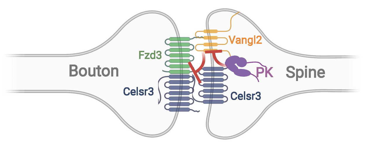 Graphic depicting a connection and signals between two synapses.