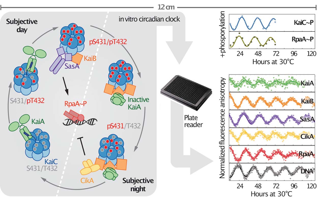 Illustration showing how an in vitro circadian clock is picked up on by a plate reader.