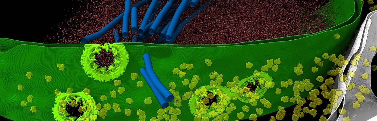 3d rendition of how a cell functions inside