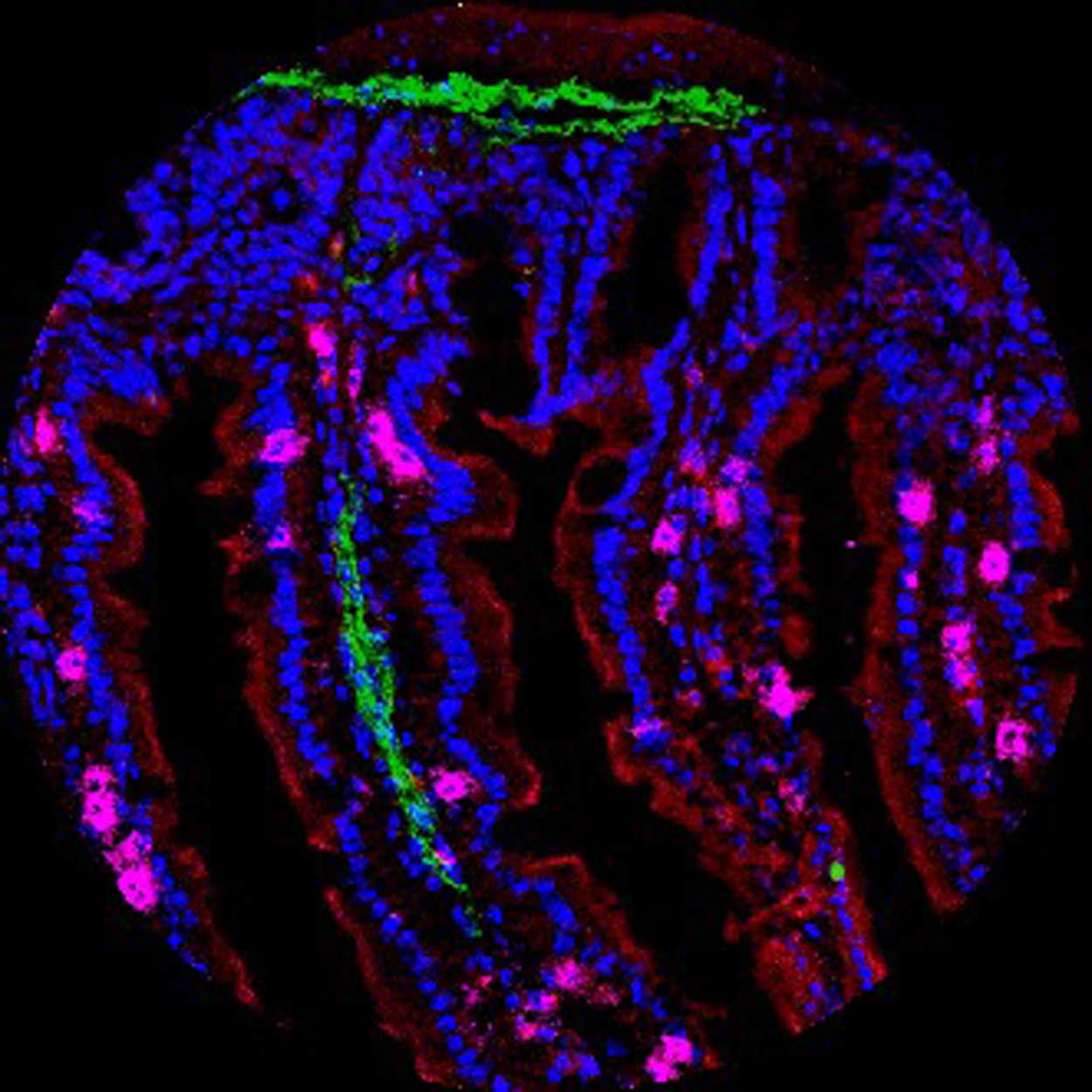 Fluorescent image showing red, blue, green, and pink flashes of light