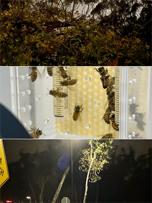 A collage of bee images.