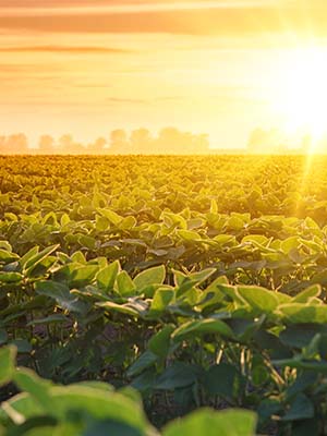 The sun sets over a crop field