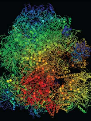 A model structure of a ribosome.