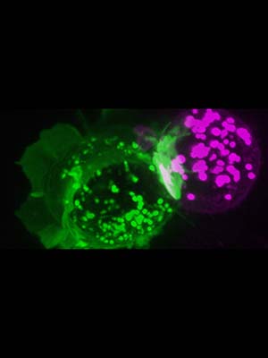 A T cell expressing the immune checkpoint receptor PD-1.