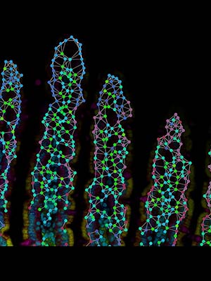 Villi of the small mouse intestine.