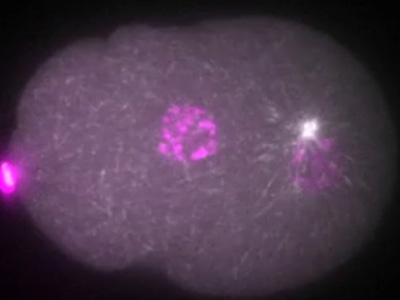 Roundworm Embryo's First Division