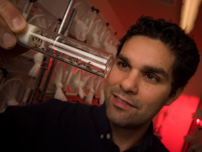 Omar Akbari holding and staring at a tube of tiny mosquitos