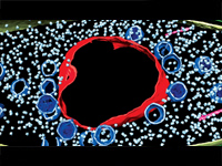 Assembly of a Nucleus-Like Structure During Viral Replication in Bacteria