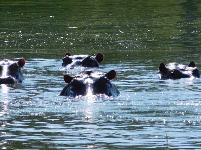 Hippos in the water