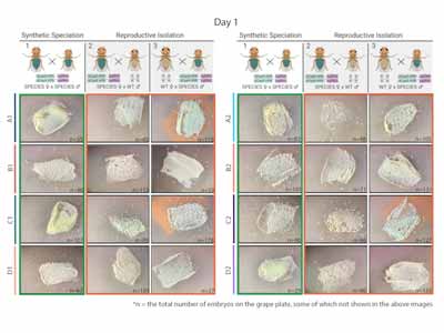 Synthetic SPECIES Developed for Use as a Confinable Gene Drive