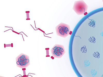 Cartoon showing a viral replication factory assembled by some jumbo viruses. Viral DNA replicates inside the nucleus (blue shell). Viral capsids travel to the nucleus along a treadmilling filament. Capsids dock on the nucleus in order to package viral DNA.