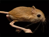 jerboa